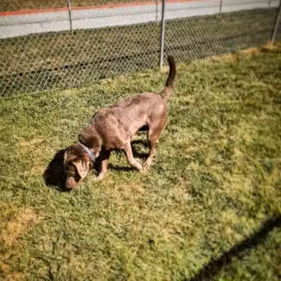 Dog Park at Love’s Travel Stops - Syracuse, NE