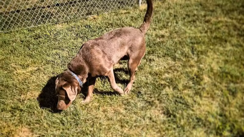 Dog Park at Love’s Travel Stops - Syracuse, NE