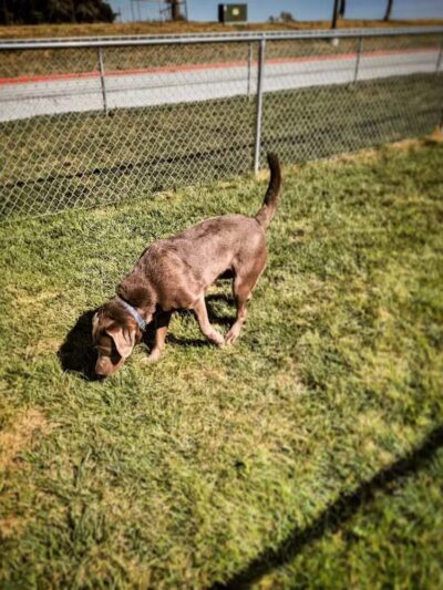 Dog Park at Love’s Travel Stops - Syracuse, NE