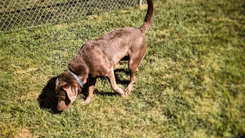 Dog Park at Love’s Travel Stops - Syracuse, NE