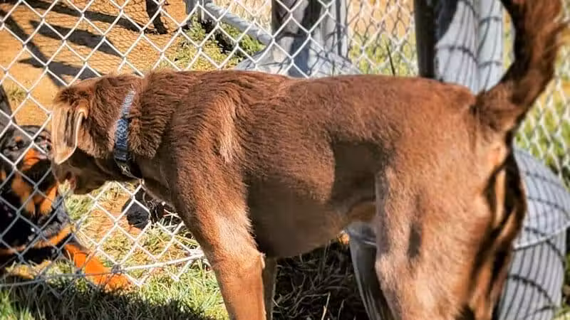 Dog Park at Love’s Travel Stops - Syracuse, NE