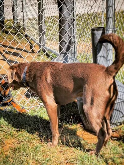 Dog Park at Love’s Travel Stops - Syracuse, NE