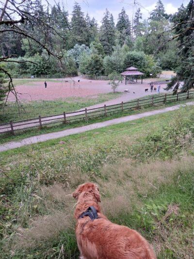 Wapato Park Off-Leash Dog Park - Tacoma, WA