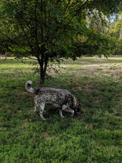 Wapato Park Off-Leash Dog Park - Tacoma, WA