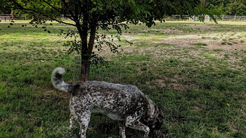 Wapato Park Off-Leash Dog Park - Tacoma, WA