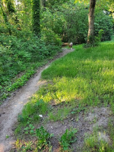 Wapato Park Off-Leash Dog Park - Tacoma, WA