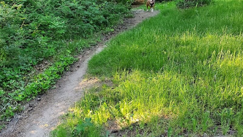 Wapato Park Off-Leash Dog Park - Tacoma, WA