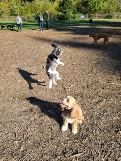 Wapato Park Off-Leash Dog Park - Tacoma, WA
