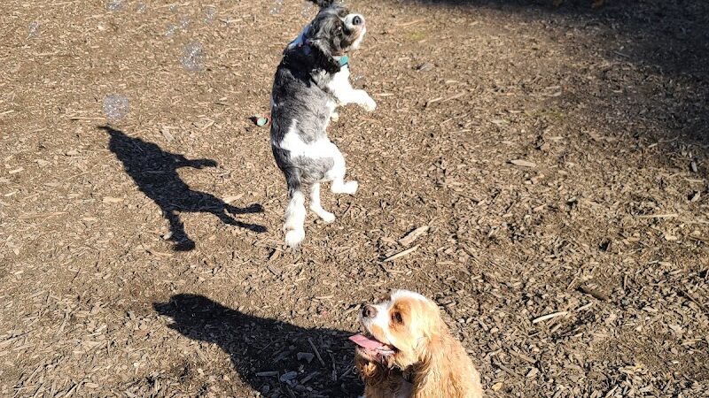 Wapato Park Off-Leash Dog Park - Tacoma, WA