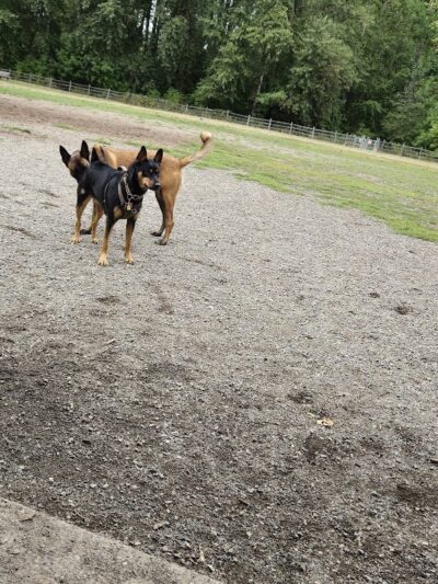 Wapato Park Off-Leash Dog Park - Tacoma, WA