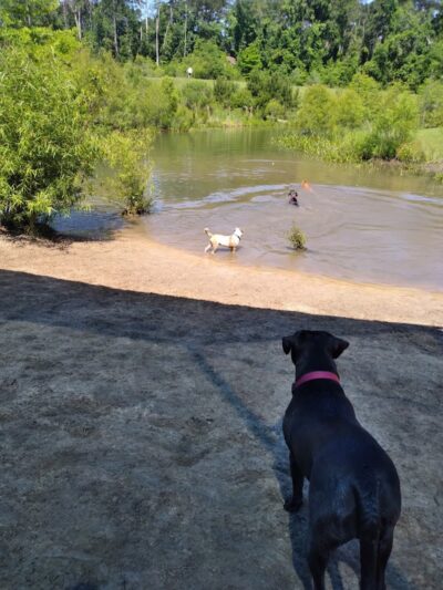 Bradfordville Dog Park - Tallahassee, FL
