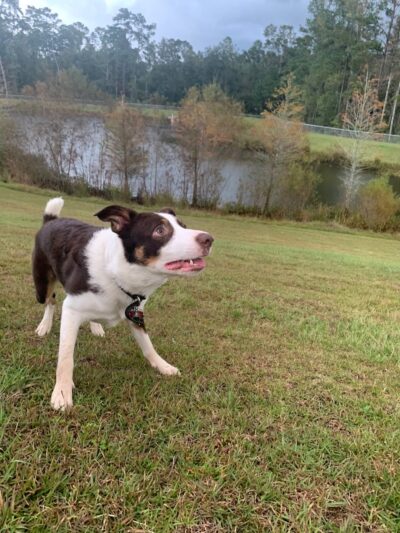 Bradfordville Dog Park - Tallahassee, FL