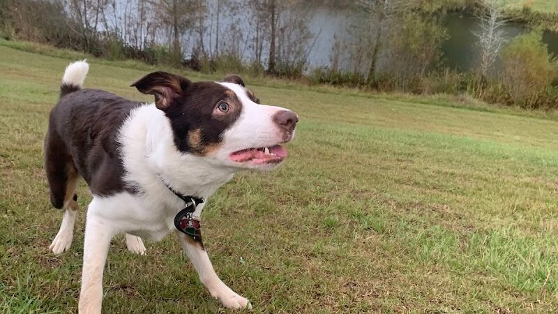 Bradfordville Dog Park - Tallahassee, FL