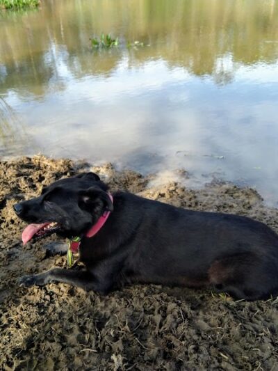 Bradfordville Dog Park - Tallahassee, FL