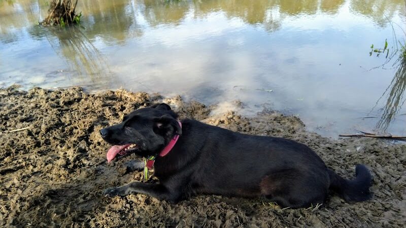 Bradfordville Dog Park - Tallahassee, FL