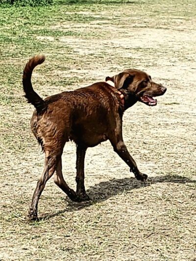 Bradfordville Dog Park - Tallahassee, FL