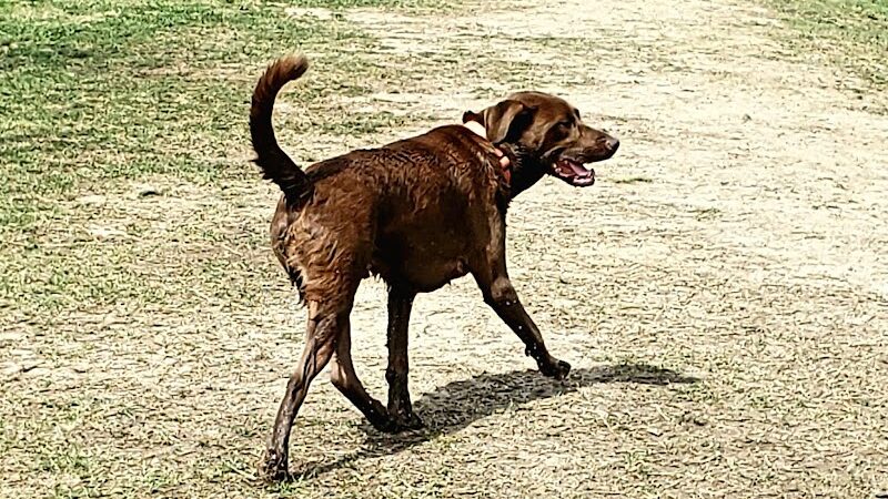 Bradfordville Dog Park - Tallahassee, FL