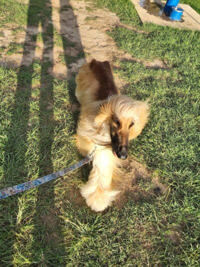 Bradfordville Dog Park - Tallahassee, FL