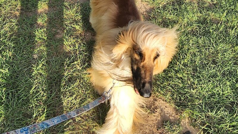 Bradfordville Dog Park - Tallahassee, FL