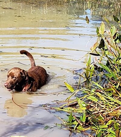 Bradfordville Dog Park - Tallahassee, FL