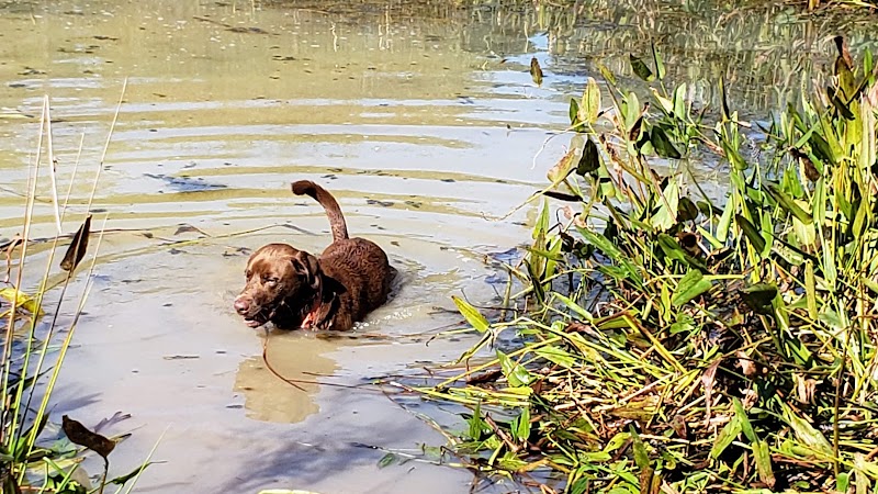 Bradfordville Dog Park - Tallahassee, FL