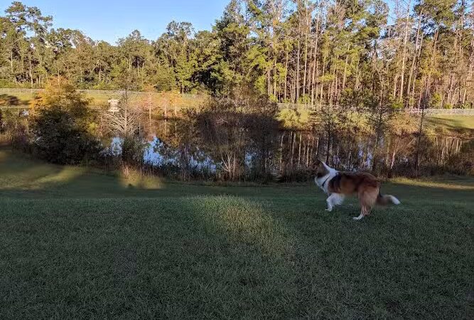 Bradfordville Dog Park - Tallahassee, FL
