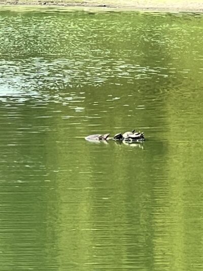San Luis Mission Park - Tallahassee, FL