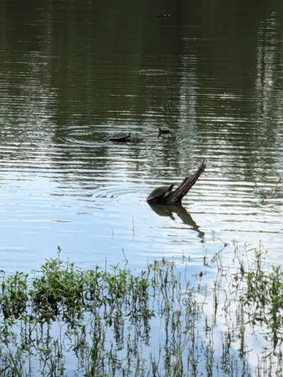San Luis Mission Park - Tallahassee, FL