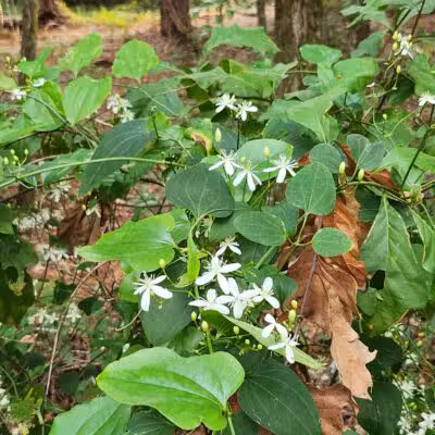 San Luis Mission Park - Tallahassee, FL