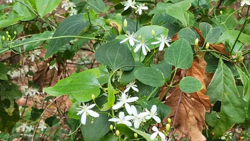 San Luis Mission Park - Tallahassee, FL