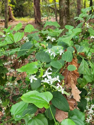 San Luis Mission Park - Tallahassee, FL