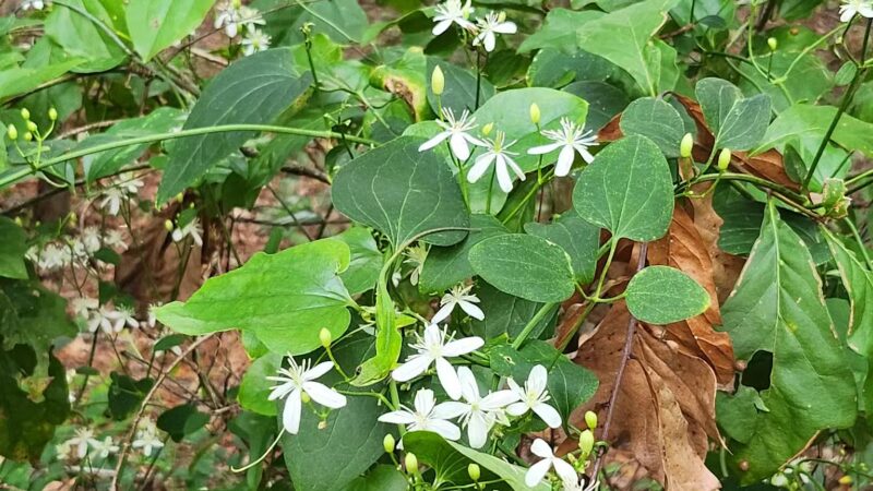 San Luis Mission Park - Tallahassee, FL