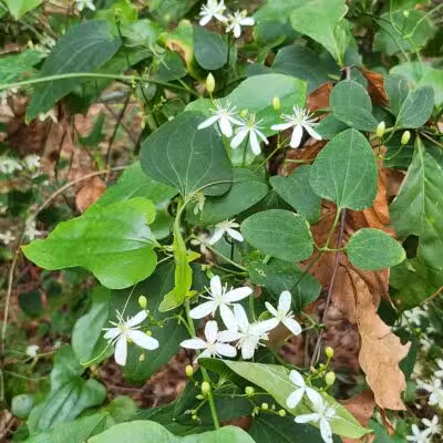 San Luis Mission Park - Tallahassee, FL