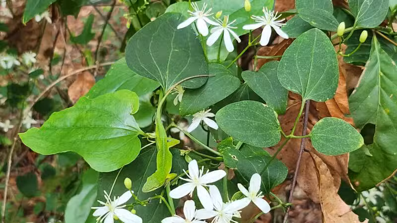 San Luis Mission Park - Tallahassee, FL