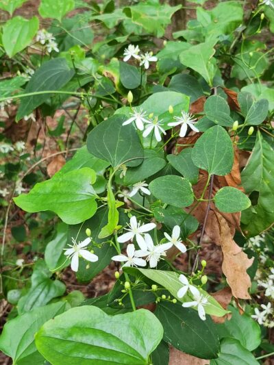 San Luis Mission Park - Tallahassee, FL