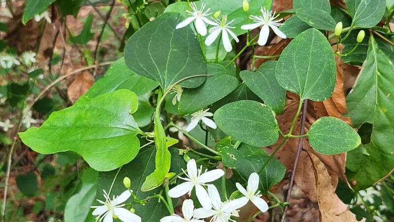 San Luis Mission Park - Tallahassee, FL