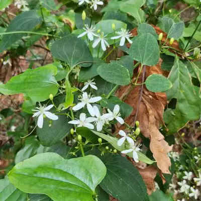 San Luis Mission Park - Tallahassee, FL