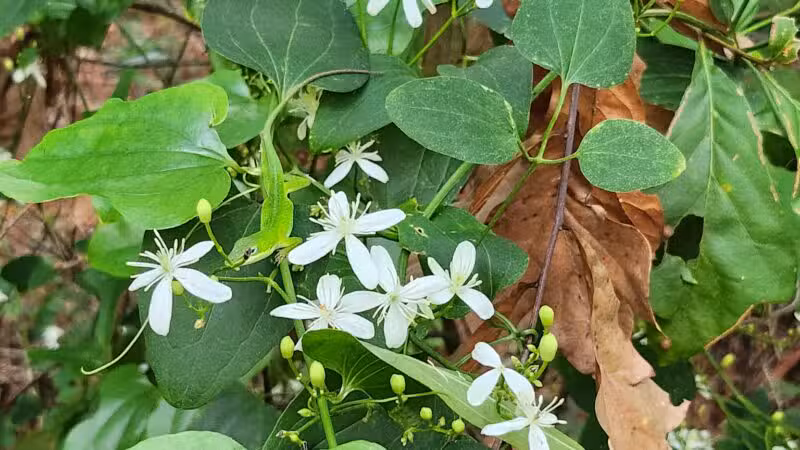 San Luis Mission Park - Tallahassee, FL