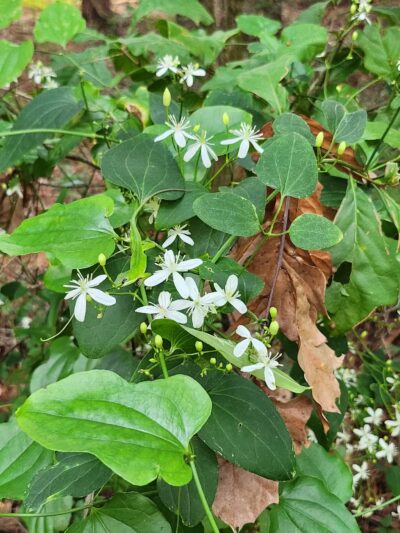 San Luis Mission Park - Tallahassee, FL