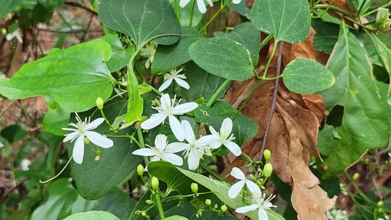 San Luis Mission Park - Tallahassee, FL