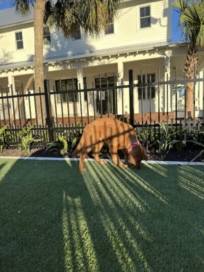 4th and Angel Dog Park - Tampa, FL