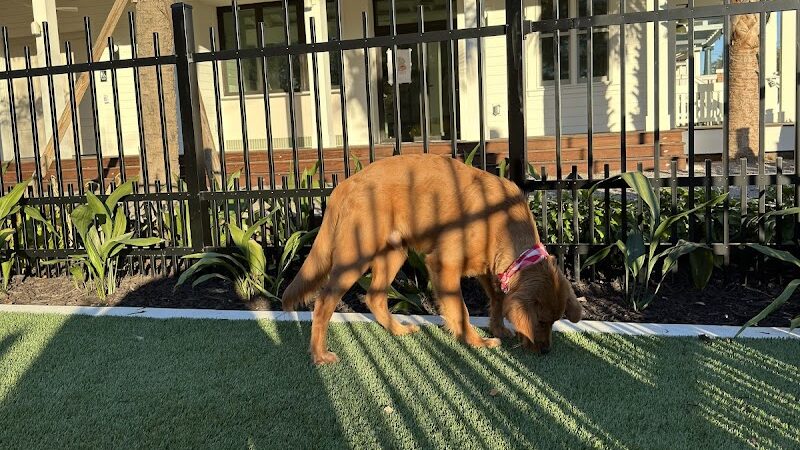 4th and Angel Dog Park - Tampa, FL