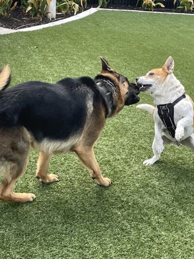 4th and Angel Dog Park - Tampa, FL