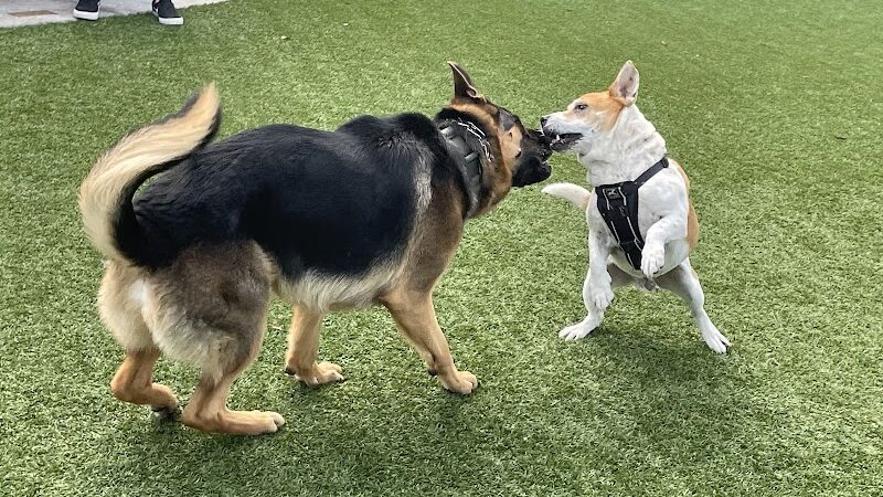 4th and Angel Dog Park - Tampa, FL