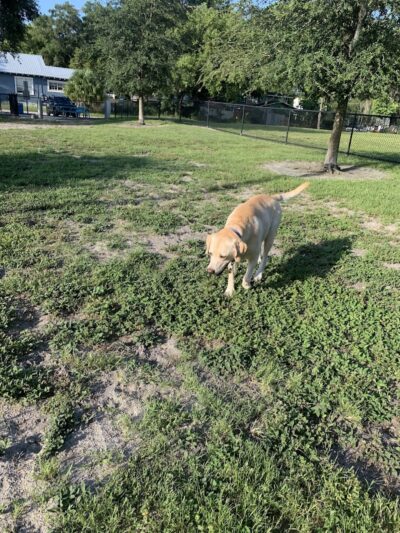 Angus Goss Dog Park - Tampa, FL