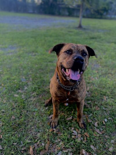 Angus Goss Dog Park - Tampa, FL