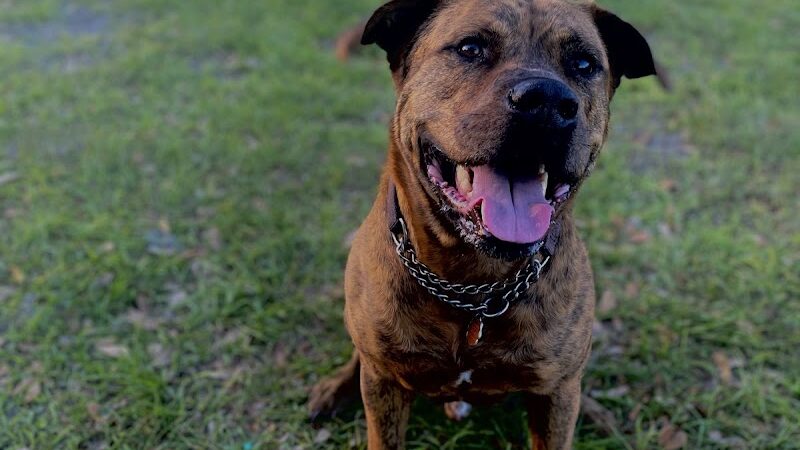 Angus Goss Dog Park - Tampa, FL