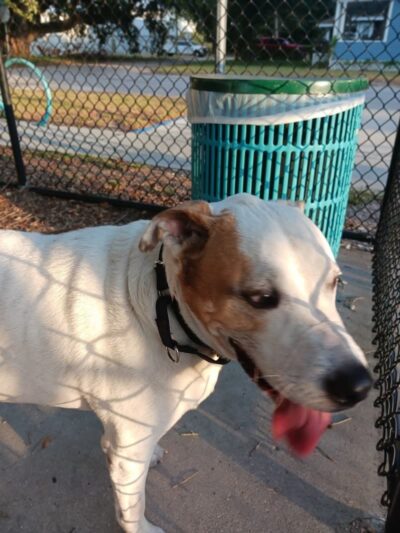 Angus Goss Dog Park - Tampa, FL