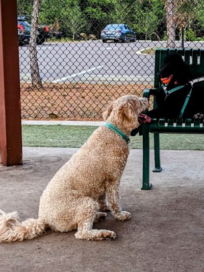 Carrollwood Village Dog Park - Tampa, FL