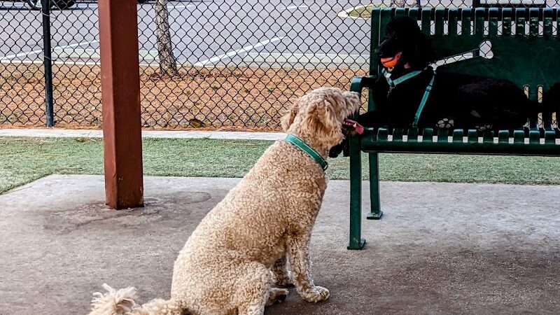 Carrollwood Village Dog Park - Tampa, FL